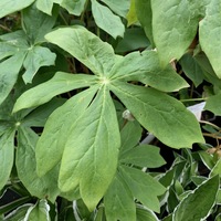 Sinopodophyllum hexandrum 